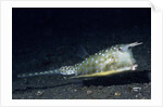 Longhorn Cowfish by Anonymous