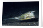 Longhorn Cowfish by Anonymous