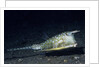 Longhorn Cowfish by Anonymous