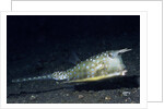 Longhorn Cowfish by Anonymous