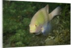 Black-Axil Chromis by Anonymous