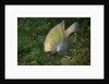 Black-Axil Chromis by Anonymous