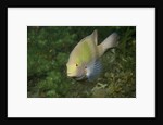 Black-Axil Chromis by Anonymous