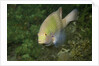 Black-Axil Chromis by Anonymous
