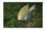 Black-Axil Chromis by Anonymous