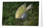 Black-Axil Chromis by Anonymous