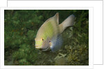 Black-Axil Chromis by Anonymous