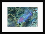 Yellowbar Parrotfish by Anonymous