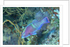 Yellowbar Parrotfish by Anonymous