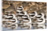 American Avocts,Marbled Godwits and Willets sleeping by Anonymous