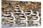 American Avocts,Marbled Godwits and Willets sleeping by Anonymous