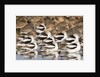 American Avocts,Marbled Godwits and Willets sleeping by Anonymous