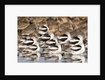 American Avocts,Marbled Godwits and Willets sleeping by Anonymous