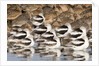 American Avocts,Marbled Godwits and Willets sleeping by Anonymous