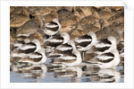 American Avocts,Marbled Godwits and Willets sleeping by Anonymous