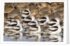 American Avocts,Marbled Godwits and Willets sleeping by Anonymous