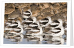 American Avocts,Marbled Godwits and Willets sleeping by Anonymous