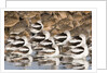 American Avocts,Marbled Godwits and Willets sleeping by Anonymous