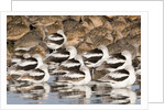 American Avocts,Marbled Godwits and Willets sleeping by Anonymous