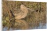 Long-Billed Curlew by Anonymous