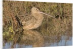 Long-Billed Curlew by Anonymous