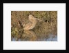 Long-Billed Curlew by Anonymous