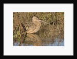 Long-Billed Curlew by Anonymous