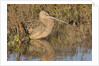 Long-Billed Curlew by Anonymous