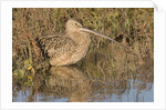 Long-Billed Curlew by Anonymous