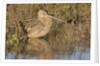 Long-Billed Curlew by Anonymous