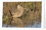 Long-Billed Curlew by Anonymous