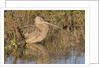 Long-Billed Curlew by Anonymous