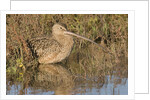 Long-Billed Curlew by Anonymous