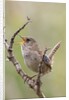 Marsh Wren calling by Anonymous