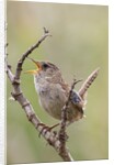 Marsh Wren calling by Anonymous