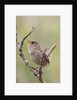 Marsh Wren calling by Anonymous