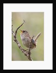 Marsh Wren calling by Anonymous