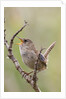 Marsh Wren calling by Anonymous