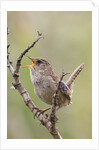 Marsh Wren calling by Anonymous