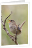 Marsh Wren calling by Anonymous