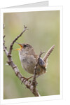 Marsh Wren calling by Anonymous