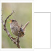 Marsh Wren calling by Anonymous