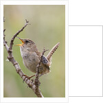 Marsh Wren calling by Anonymous
