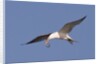 Elegant Tern flys with Pipefish in it's bill by Anonymous