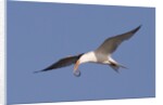 Elegant Tern flys with Pipefish in it's bill by Anonymous