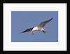 Elegant Tern flys with Pipefish in it's bill by Anonymous