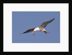 Elegant Tern flys with Pipefish in it's bill by Anonymous