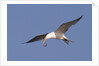 Elegant Tern flys with Pipefish in it's bill by Anonymous