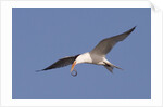 Elegant Tern flys with Pipefish in it's bill by Anonymous