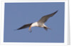 Elegant Tern flys with Pipefish in it's bill by Anonymous